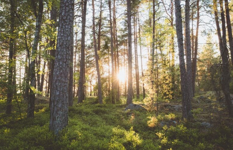 Bos met bomen waar zonnestralen doorheen schijnen