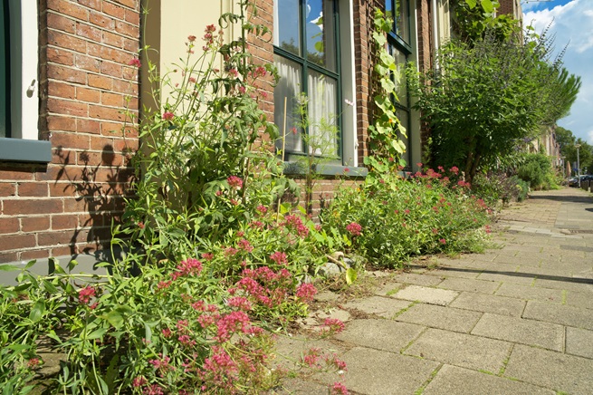 Goed verzekerd zijn en Nederland helpen vergroenen